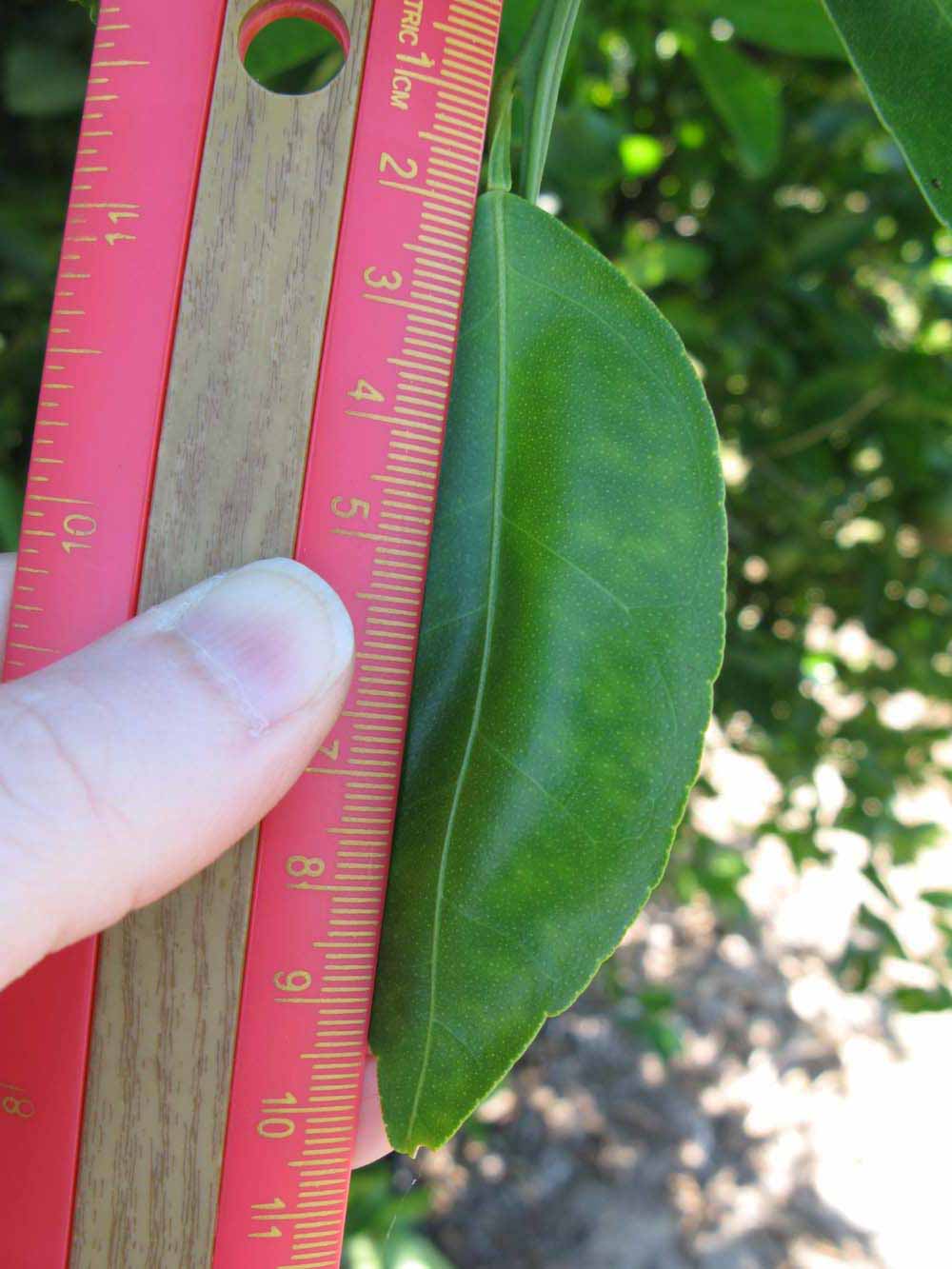              Unifoliolate leaf (Winter Haven, FL)       